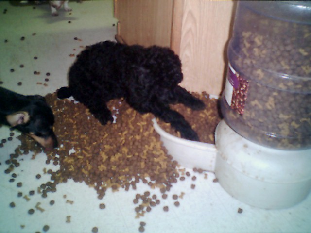 doceatingpedigreemealtime.jpg